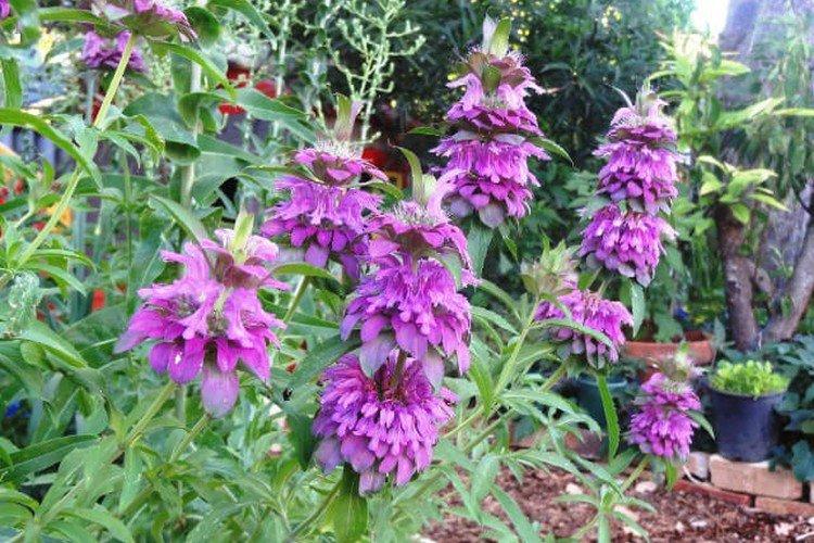 Монарда цитродера