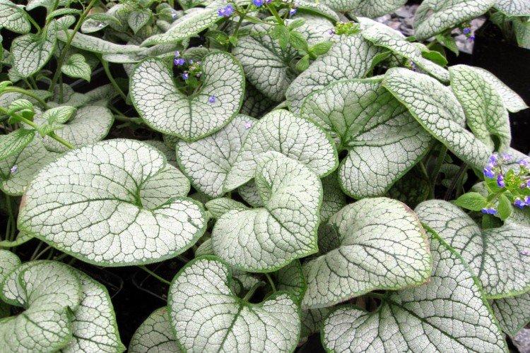 Бруннера – фото