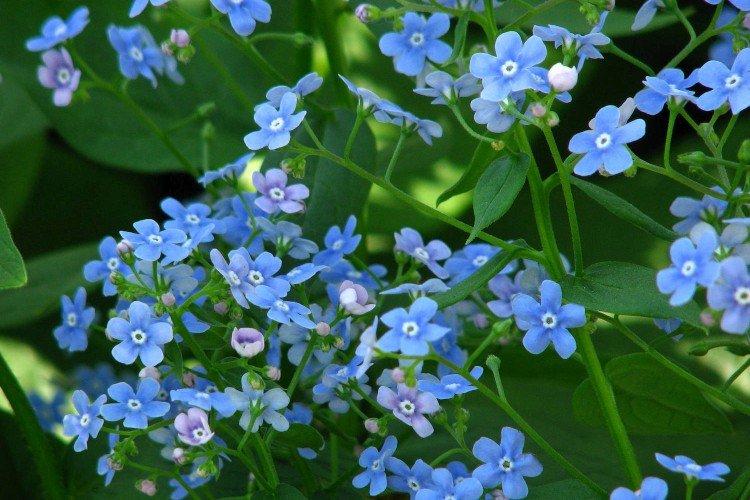 Бруннера – фото