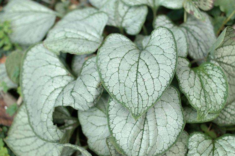 Бруннера – фото