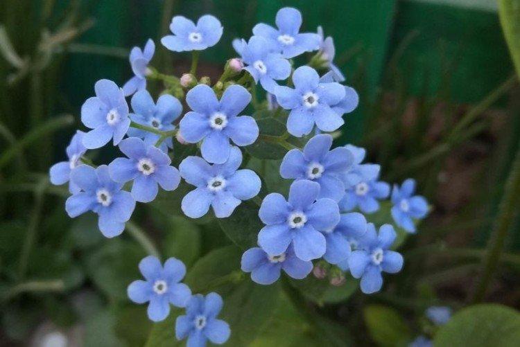 Бруннера – фото