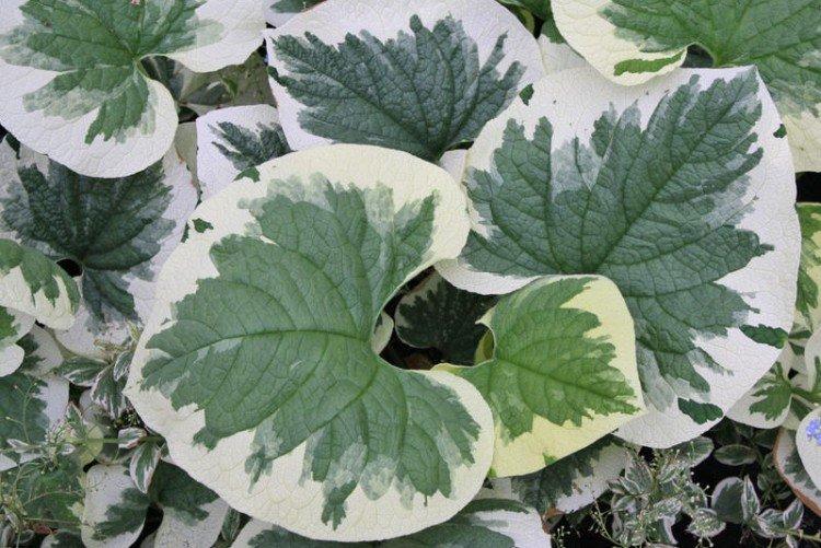 Бруннера – фото