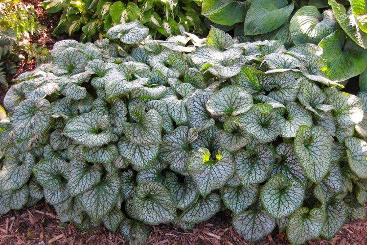 Бруннера – фото