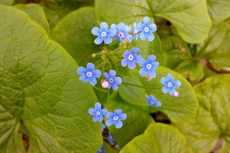 Бруннера – фото