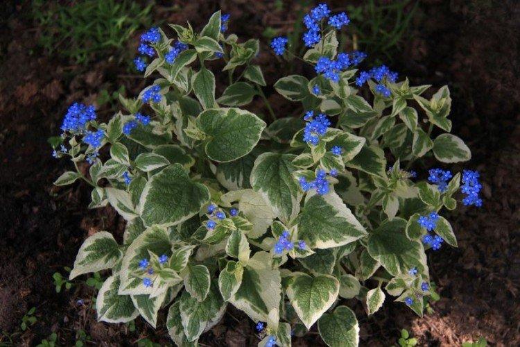 Бруннера – фото