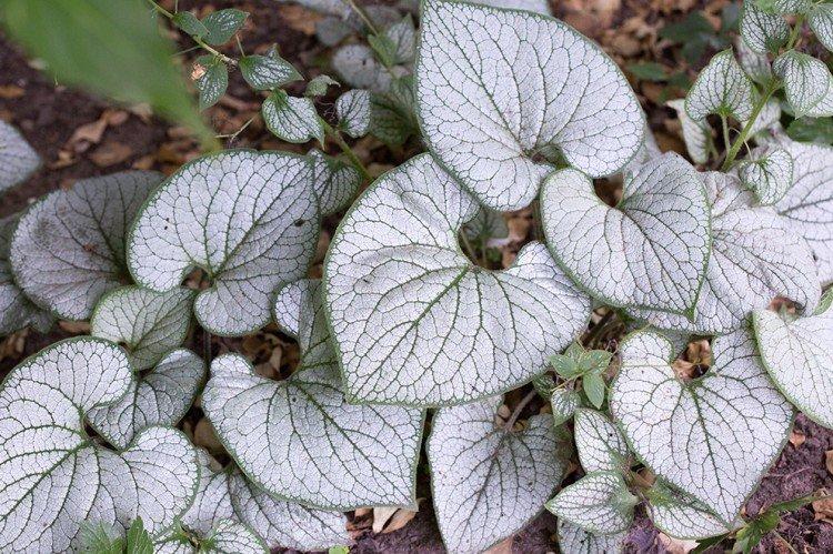 Бруннера – фото