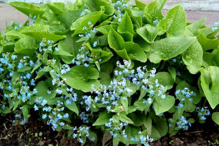 Удобрения и подкормка