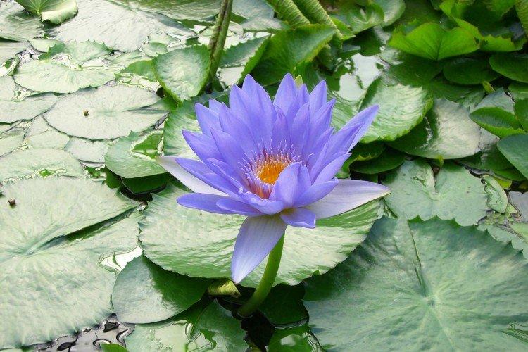 Голубая нимфея