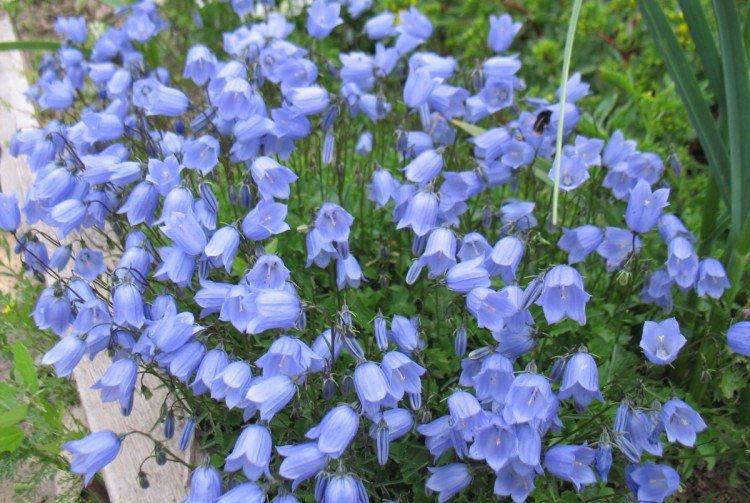 Колокольчик