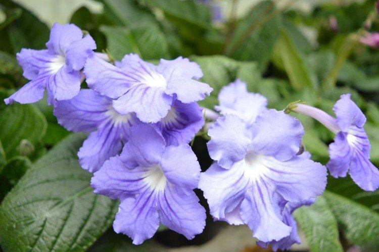 Стрептокарпус