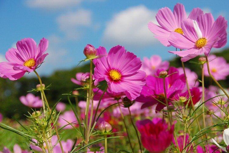 Розовые цветы: названия, фото и описания (каталог)