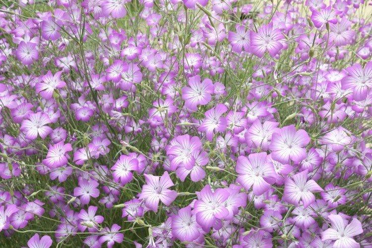 Агростемма