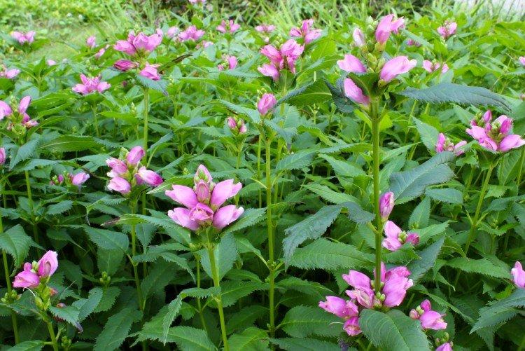 Хелоне косая