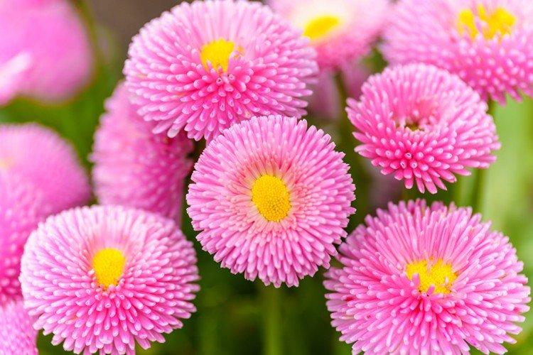 Маргаритка