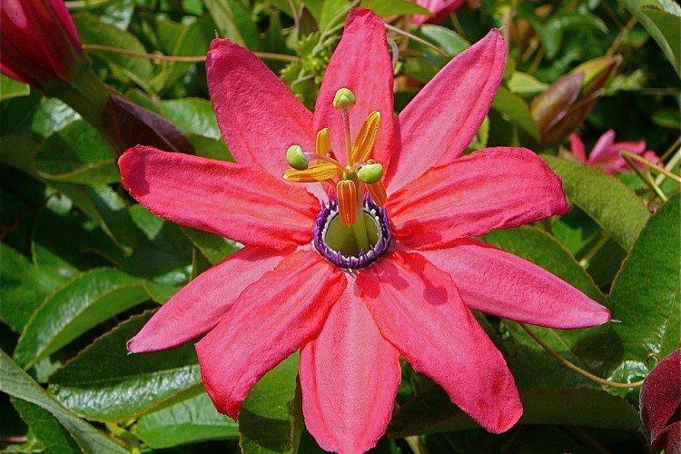 Пассифлора