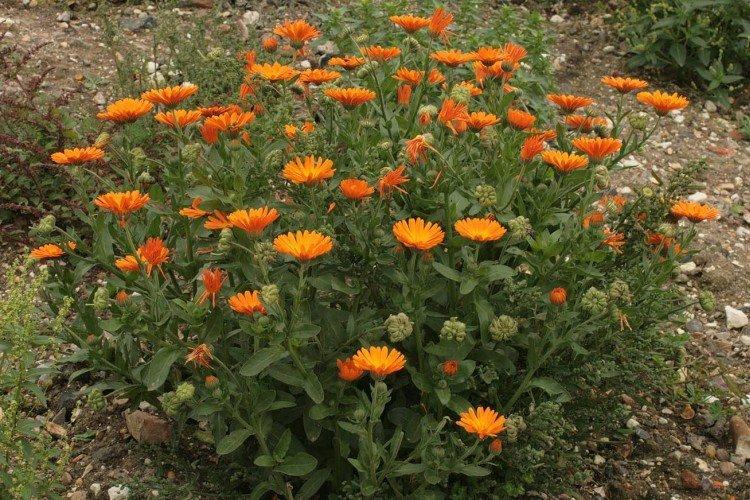 Календула – фото