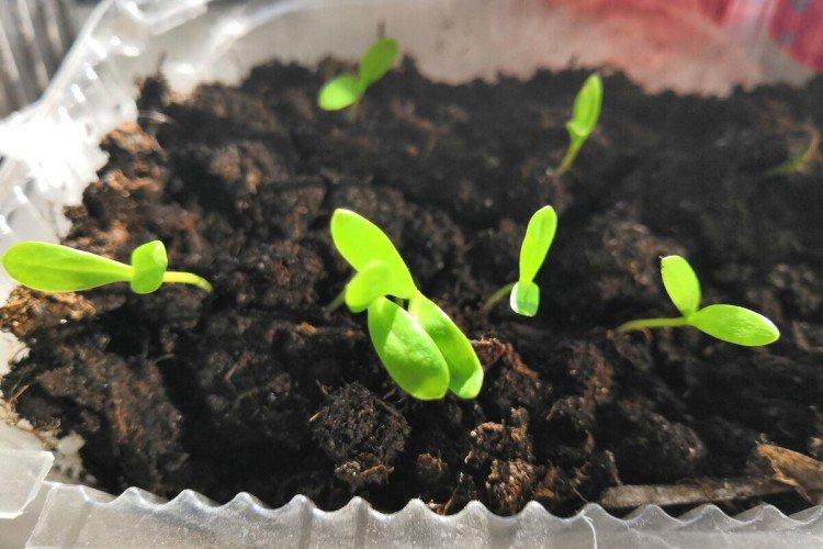 Посадка и размножение