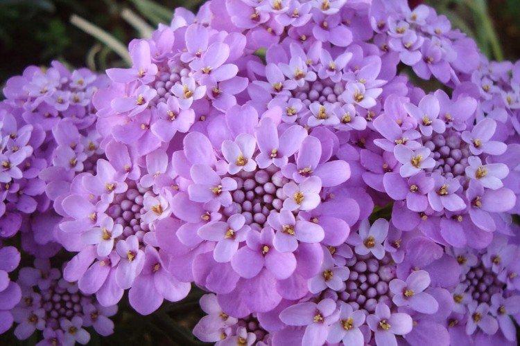 Иберис (60 фото): виды, посадка и уход в открытом грунте