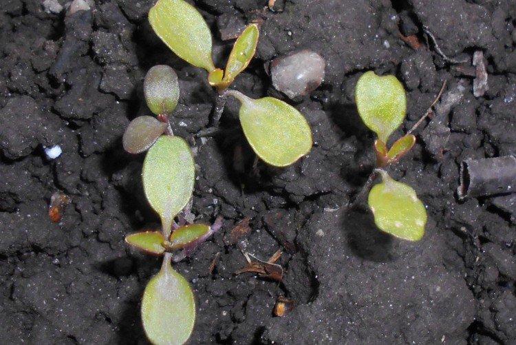 Посадка и размножение