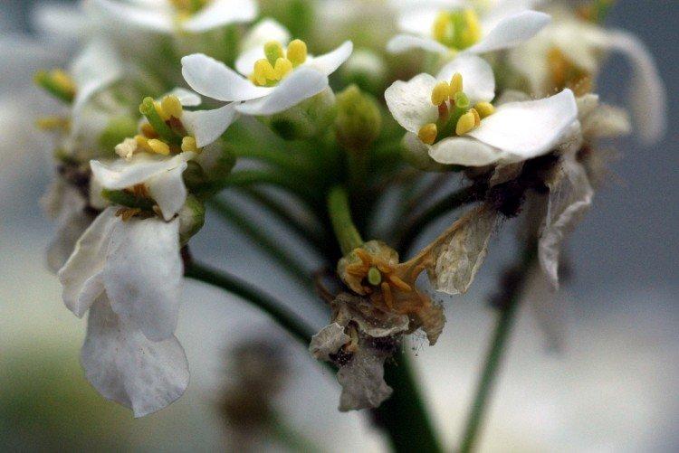 Болезни и вредители ибериса