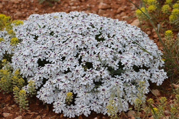 Иберис – фото