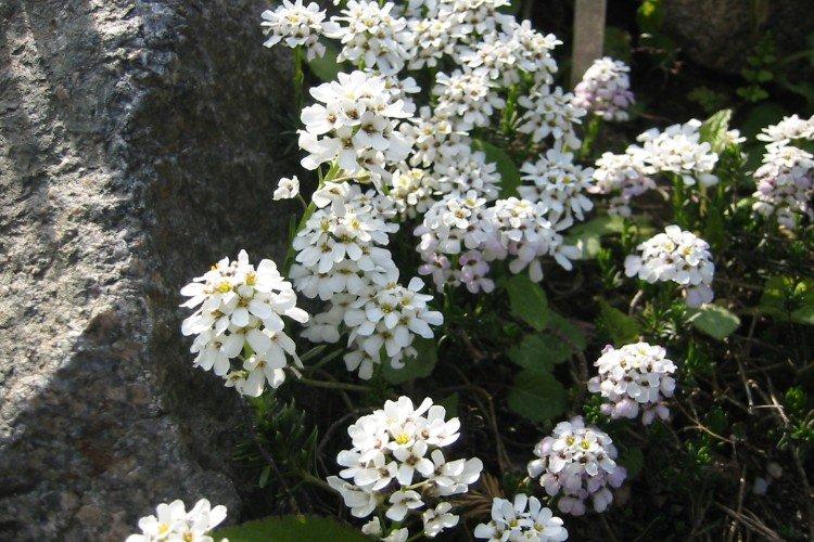 Скалистый иберис