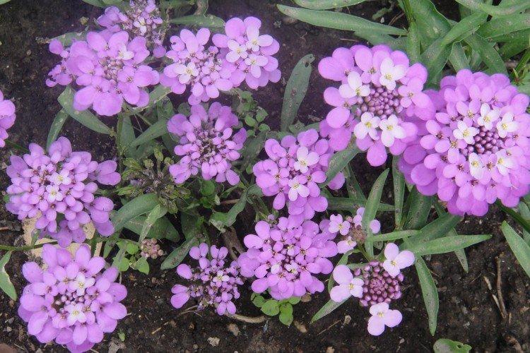 Иберис – фото