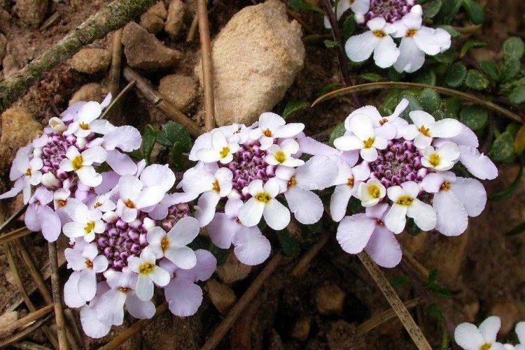 Иберис – фото