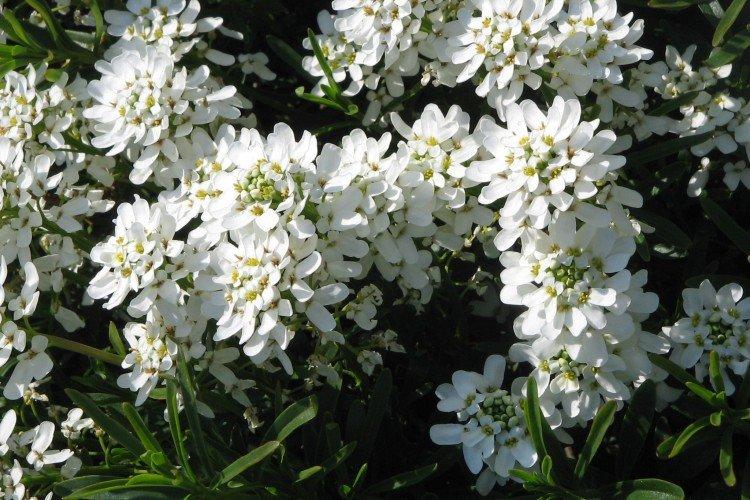 Иберис – фото