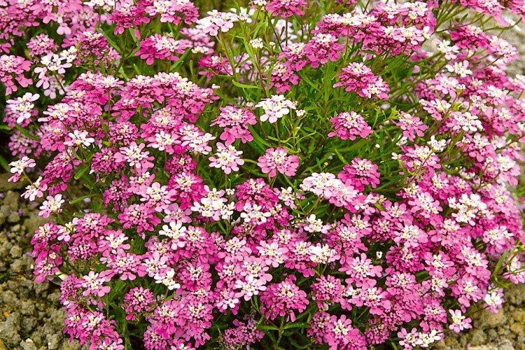 Гибралтарский иберис