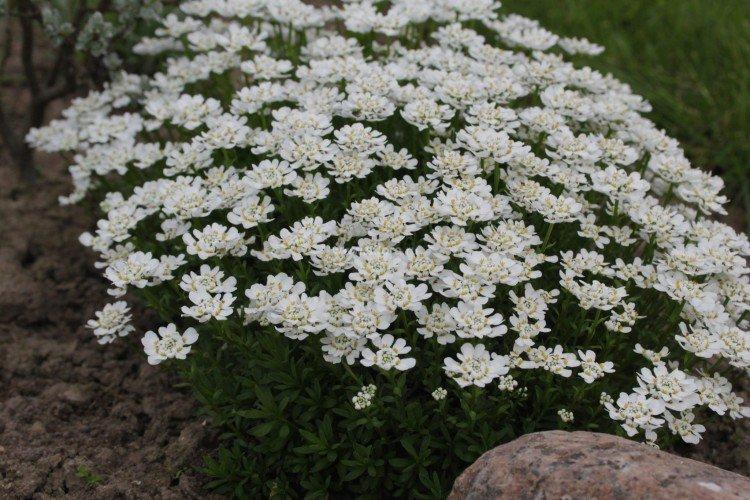 Иберис – фото