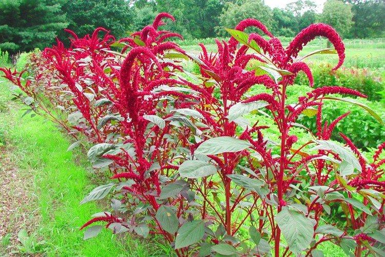 Удобрения и подкормка