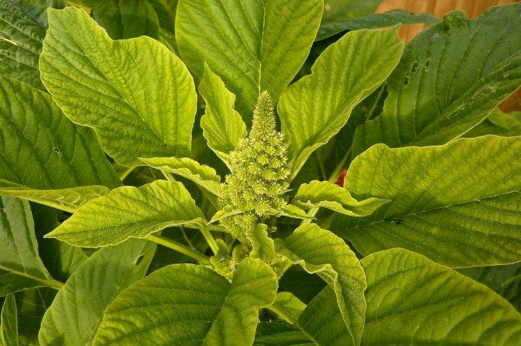 Болезни и вредители амаранта