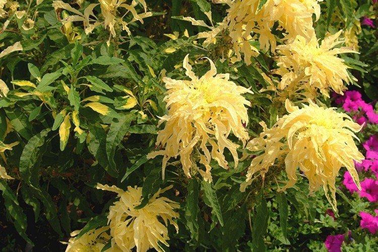 Амарант – фото