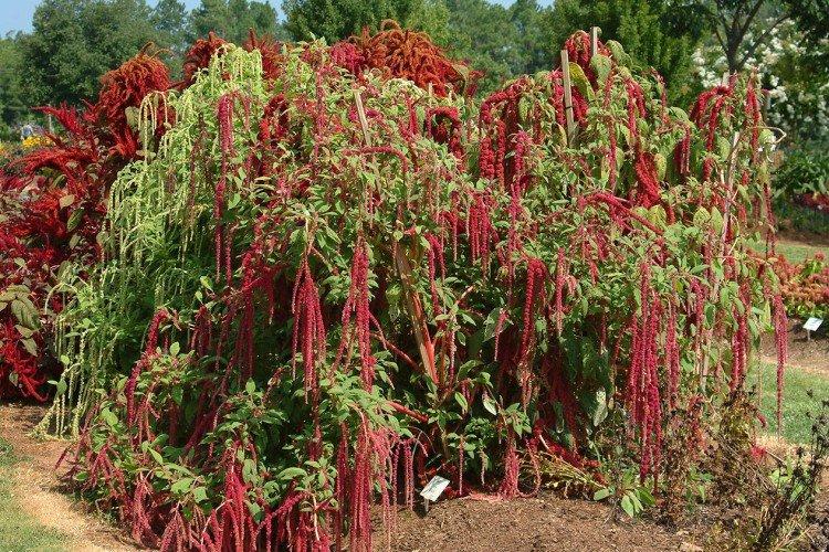 Амарант – фото