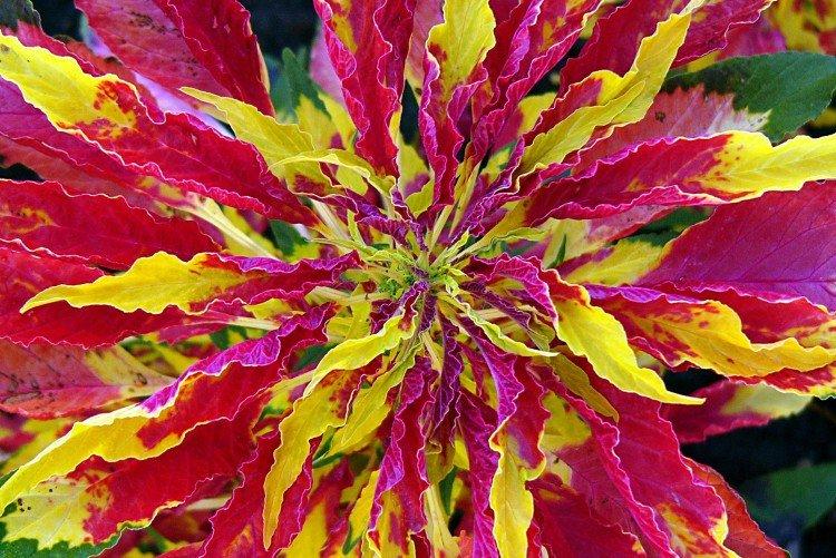 Амарант – фото