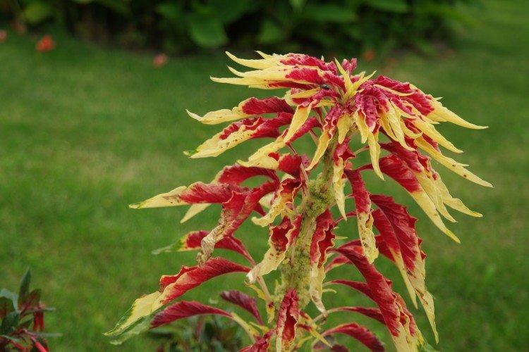 Амарант – фото