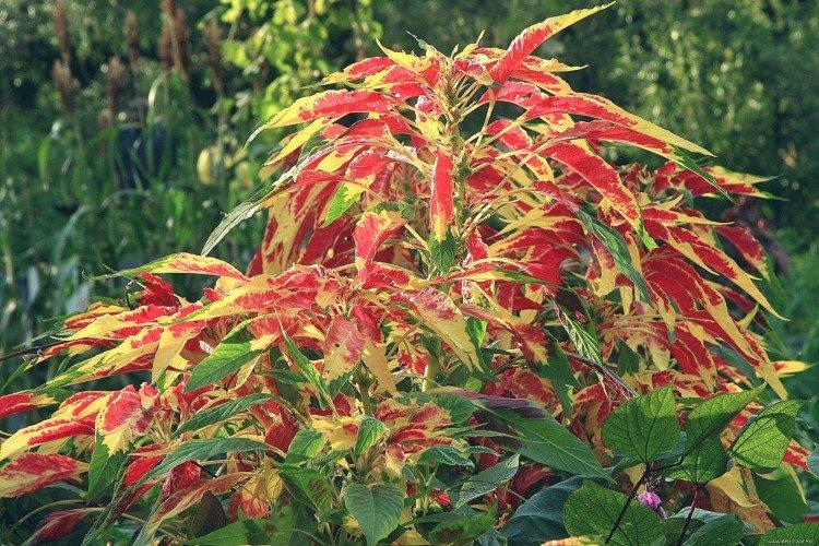 Амарант – фото