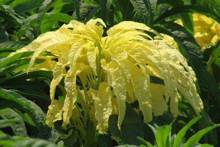 Желтый амарант