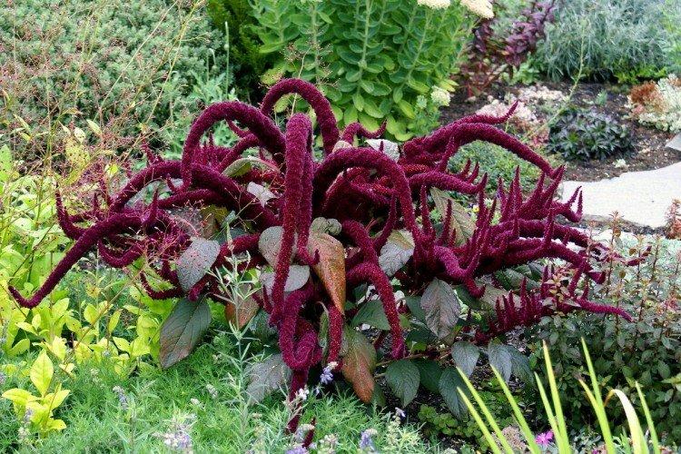 Амарант – фото