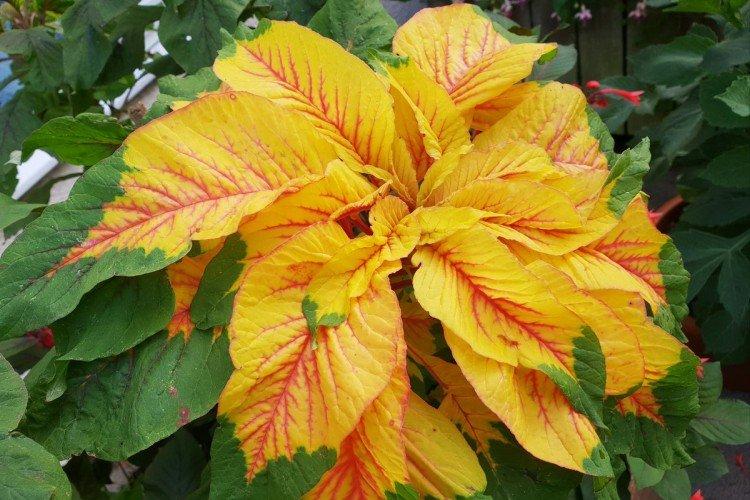 Амарант – фото