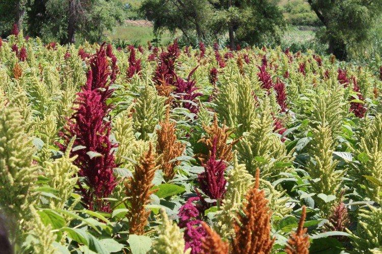 Амарант – фото