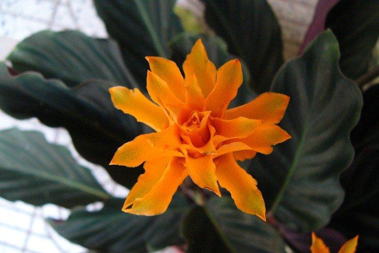 Шафранная калатея