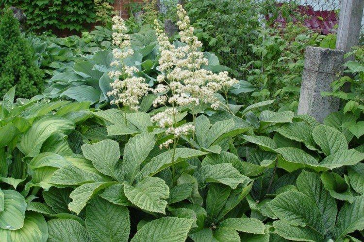 Удобрения и подкормка