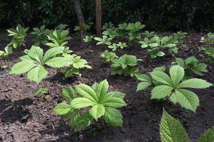 Посадка и размножение