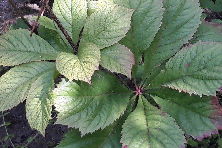 Болезни и вредители роджерсии