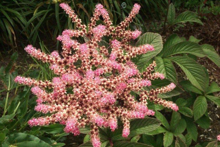 Роджерсия – фото