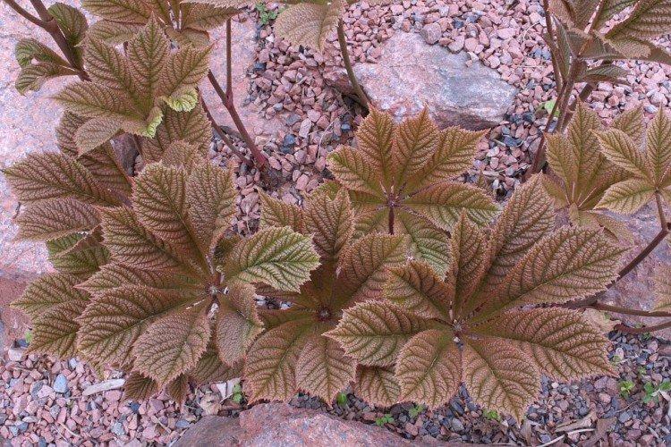 Роджерсия – фото