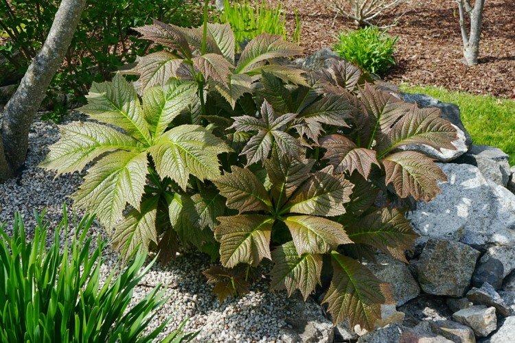 Роджерсия – фото