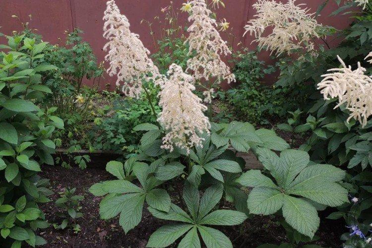 Роджерсия – фото